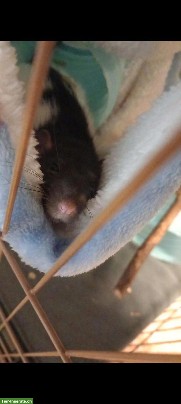 Bild 7: 3 junge Ratten: Farb-, Dumbo- und Siamratte