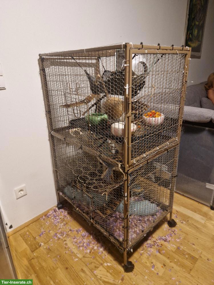 Bild 8: 3 junge Ratten: Farb-, Dumbo- und Siamratte