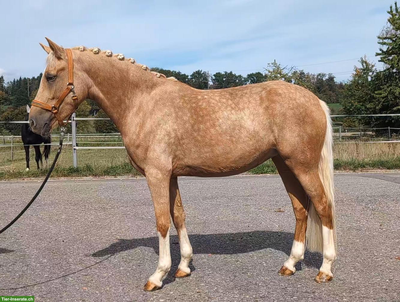 Palomino-Stute QUEENY, eine kleine Königin mit grossem Potenzial ✨