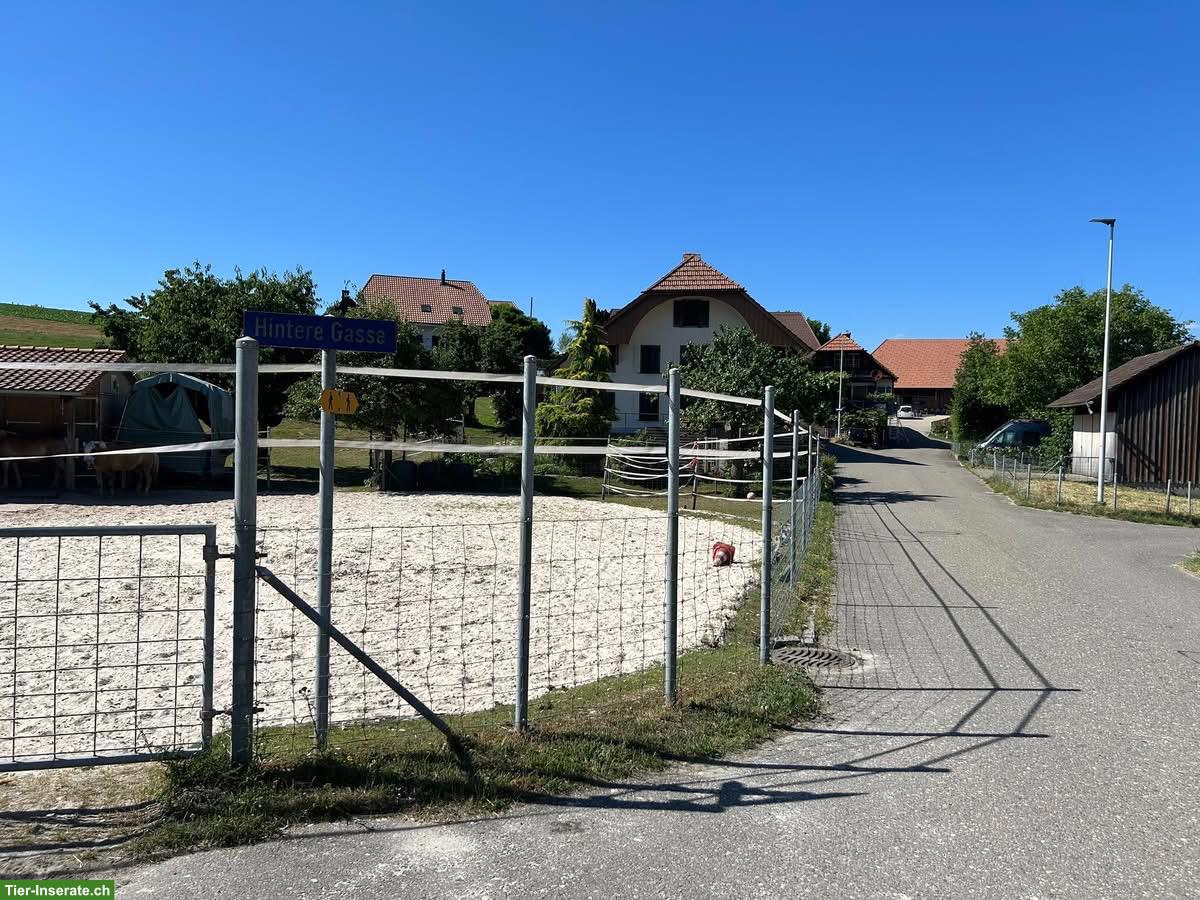 Bild 2: Pferdestall, Selbstversorger in Biezwil
