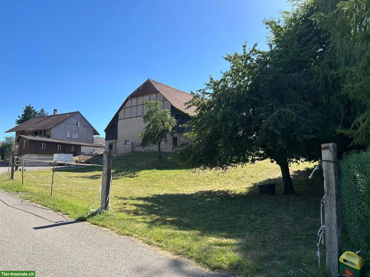 Bild 4: Pferdestall, Selbstversorger in Biezwil