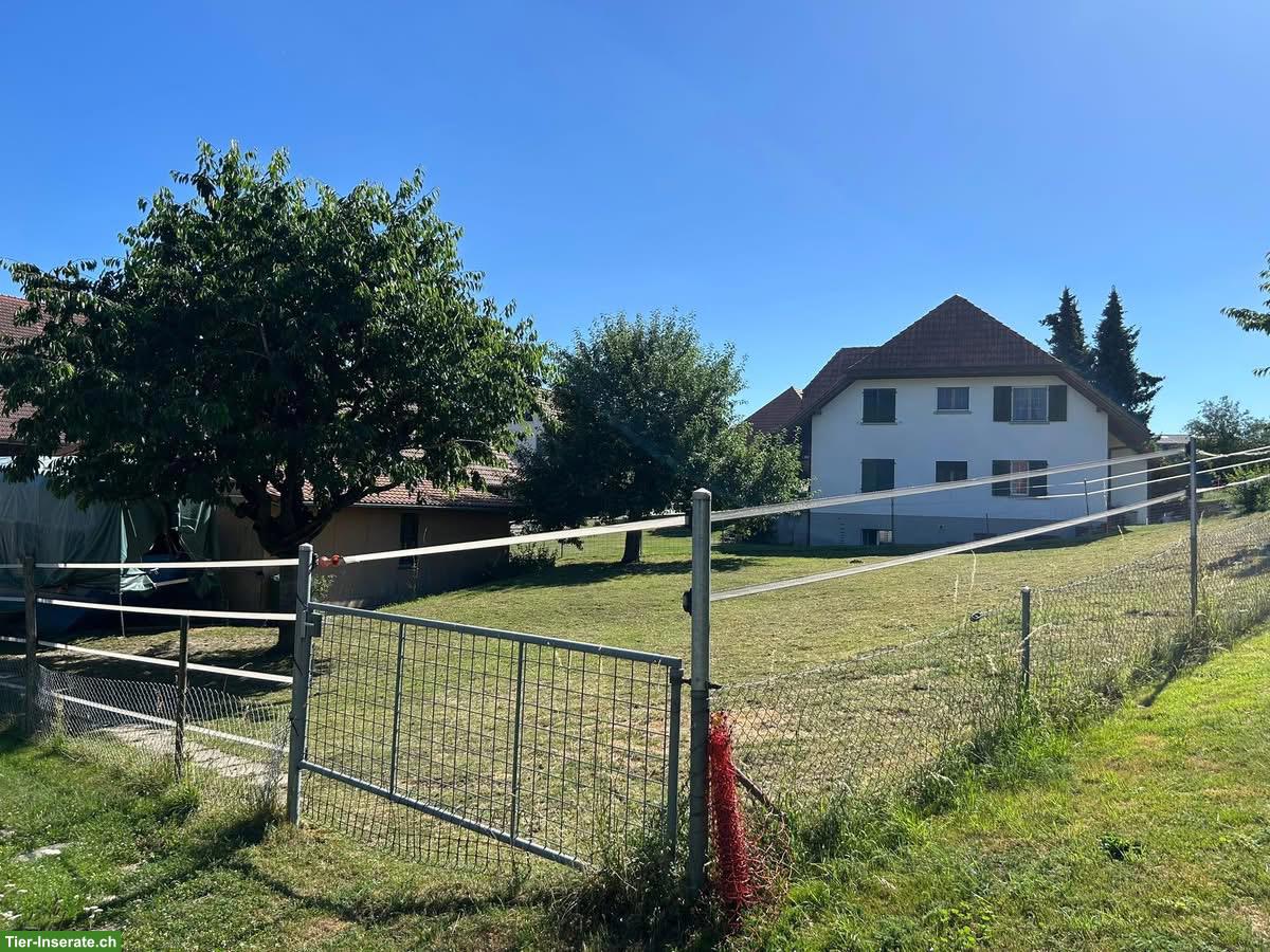 Bild 8: Pferdestall, Selbstversorger in Biezwil