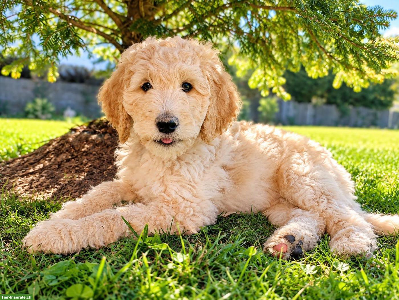 Traumhafte Goldendoodle Welpen abgabebereit
