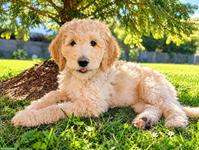Traumhafte Goldendoodle Welpen abgabebereit