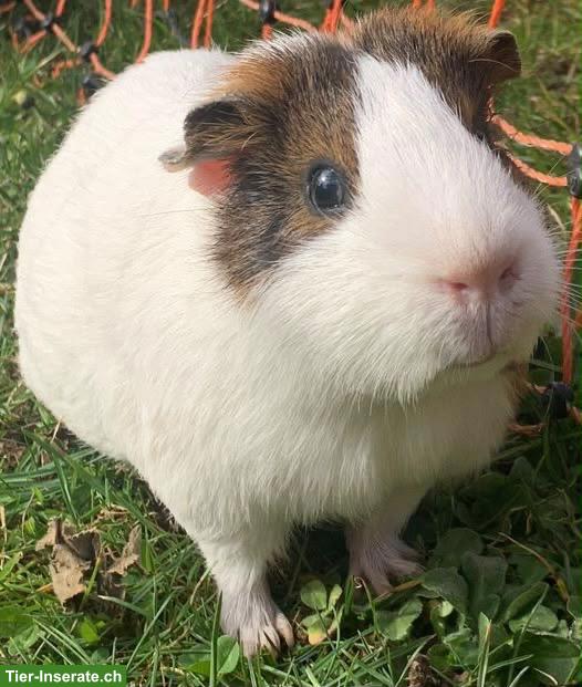 Älteres Meerschweinchen gesucht