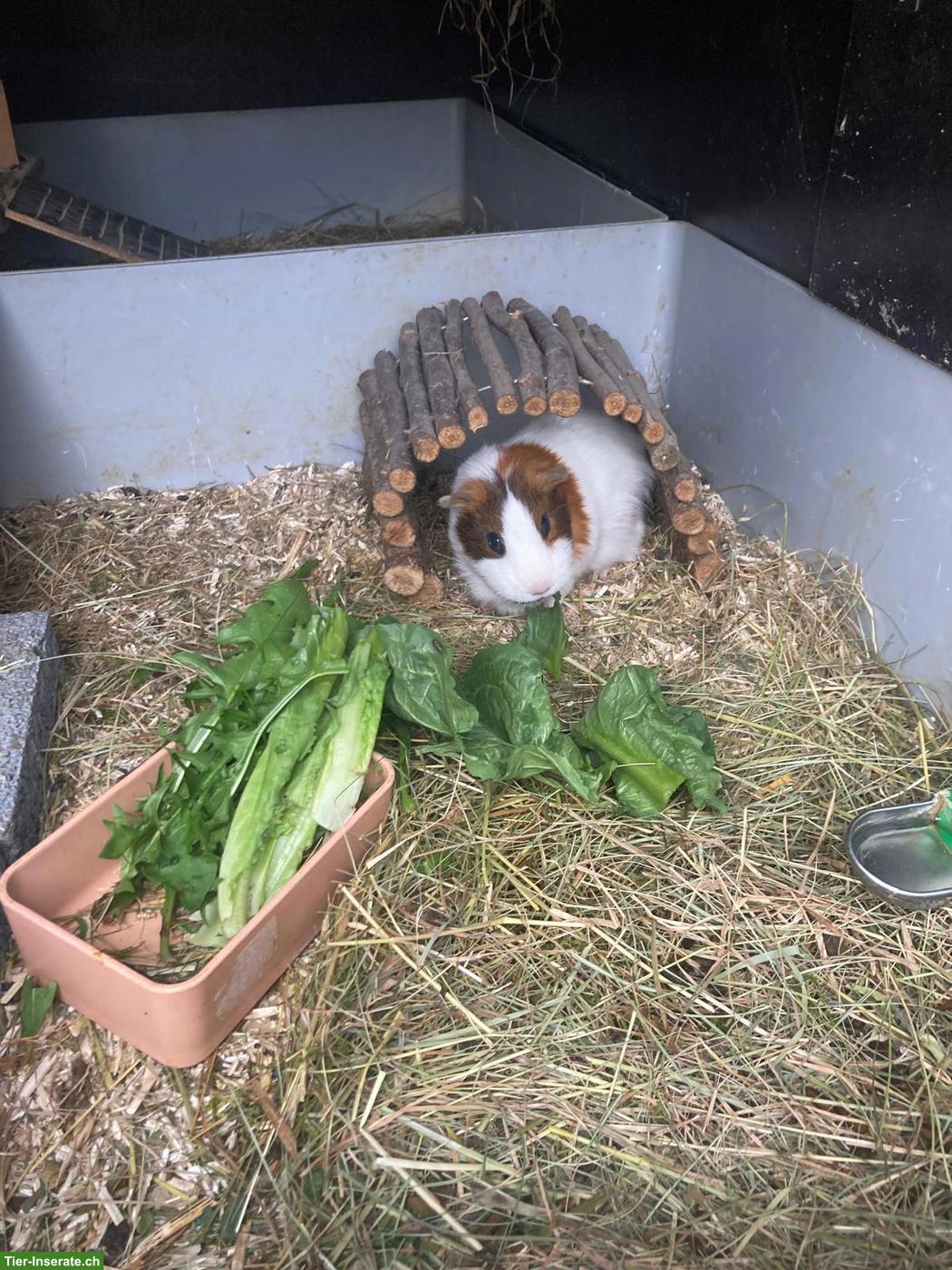 Bild 2: Älteres Meerschweinchen gesucht