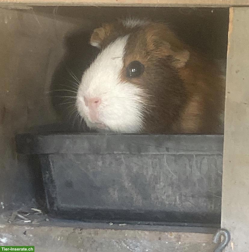 Bild 3: Älteres Meerschweinchen gesucht