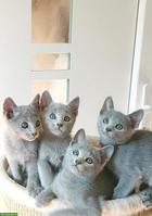 Russisch Blau Kitten mit Stammbaum
