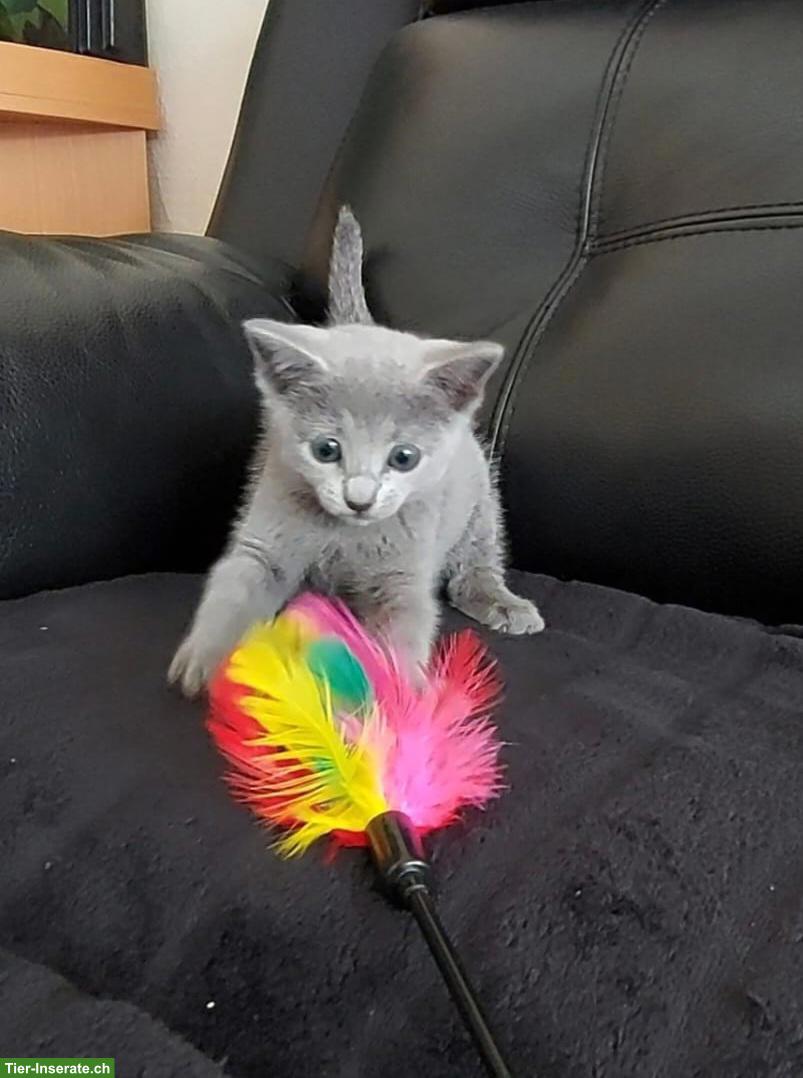 Bild 2: Russisch Blau Kitten mit Stammbaum