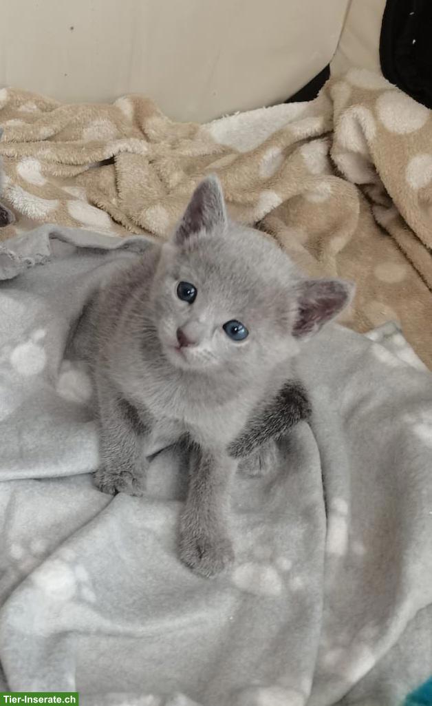 Bild 3: Russisch Blau Kitten mit Stammbaum
