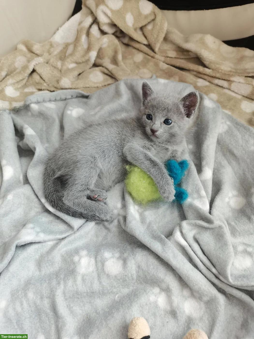 Bild 4: Russisch Blau Kitten mit Stammbaum