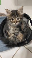 Norweger x Maine Coon Mix Kätzchen