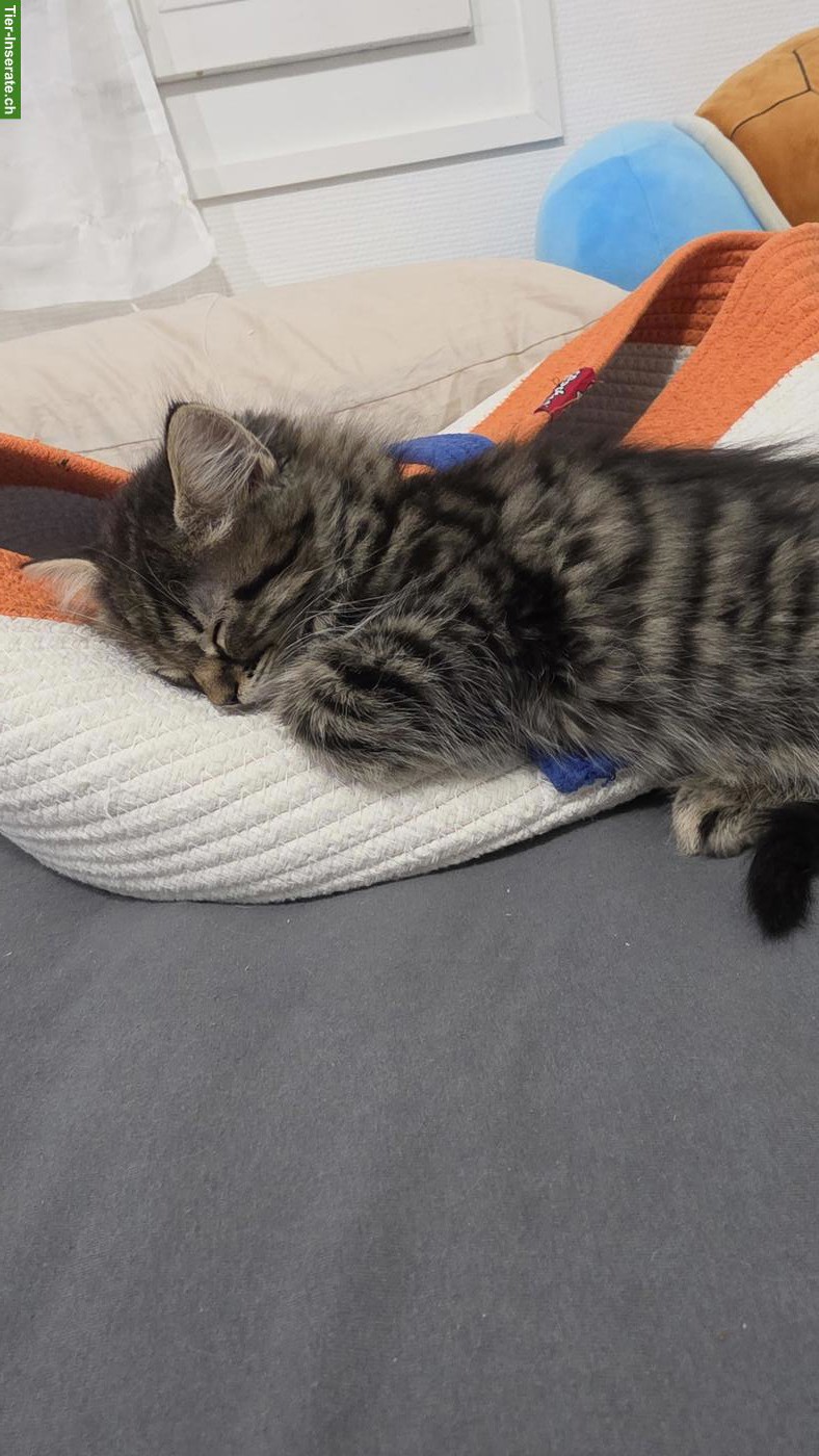 Bild 2: Norweger x Maine Coon Mix Kätzchen