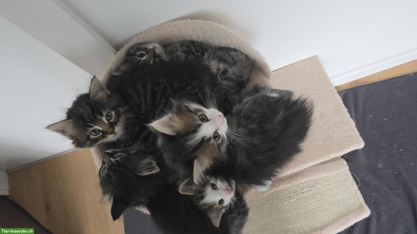 Bild 3: Norweger x Maine Coon Mix Kätzchen