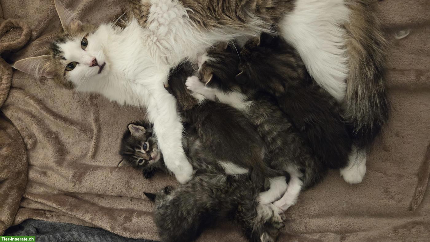 Bild 5: Norweger x Maine Coon Mix Kätzchen