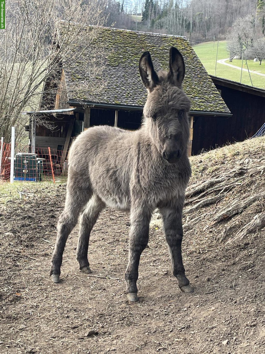 Junger Mini-Eselhengst Nino
