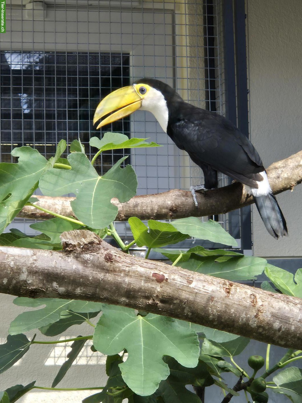 Bild 2: 1,0 Riesentukan aus Naturbrut abzugeben