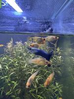 9 junge Mollys kostenlos abzugeben 🐠