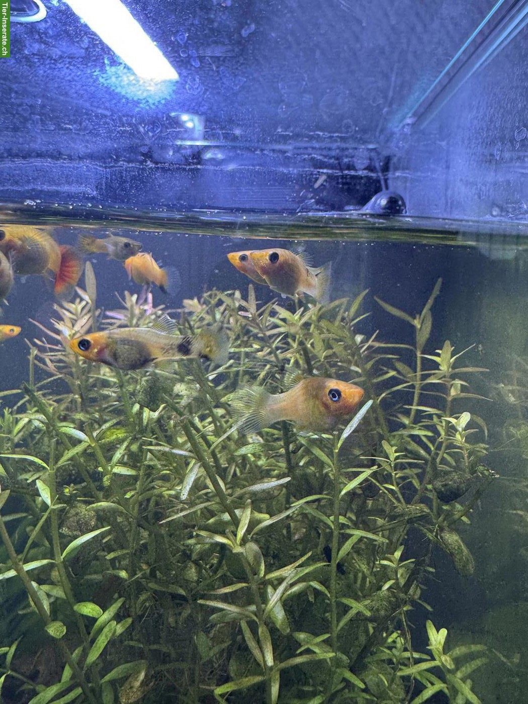 Bild 2: 9 junge Mollys kostenlos abzugeben 🐠