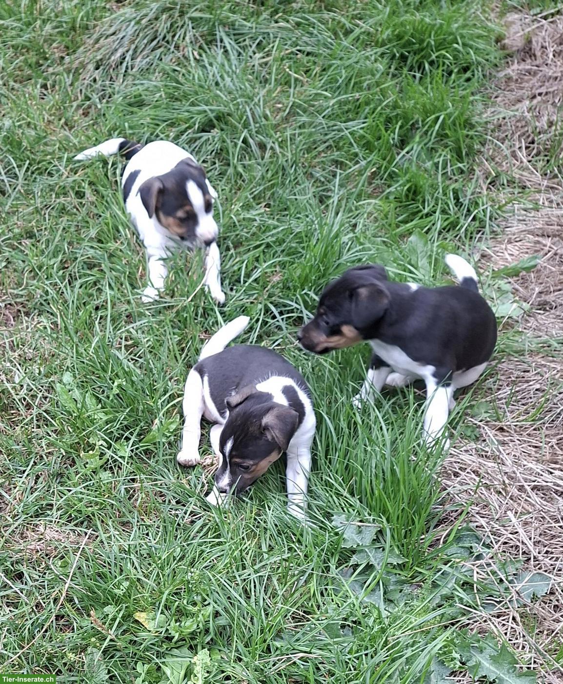 Jack Russell Welpen abzugeben