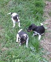 Jack Russell Welpen abzugeben