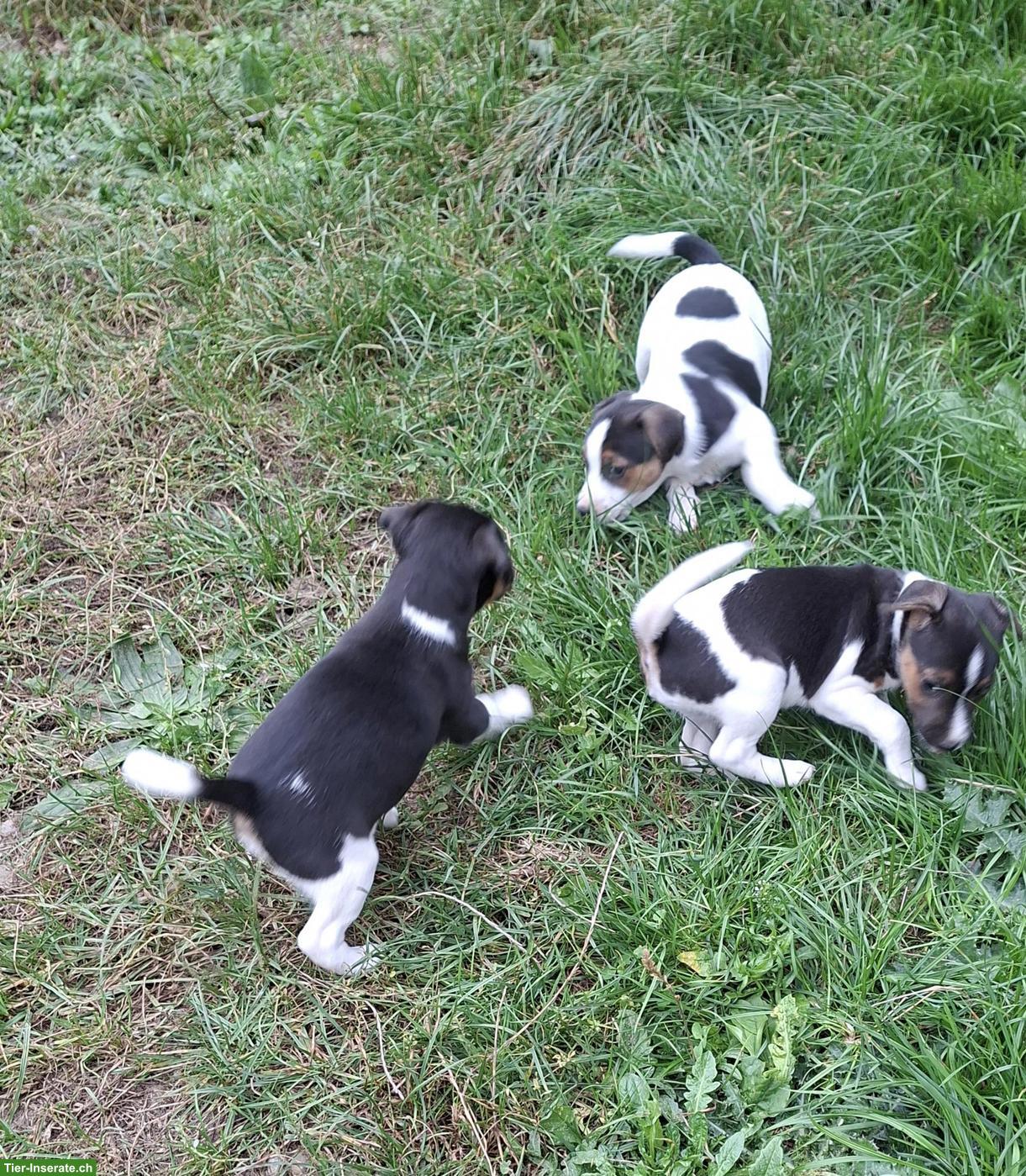 Bild 2: Jack Russell Welpen abzugeben