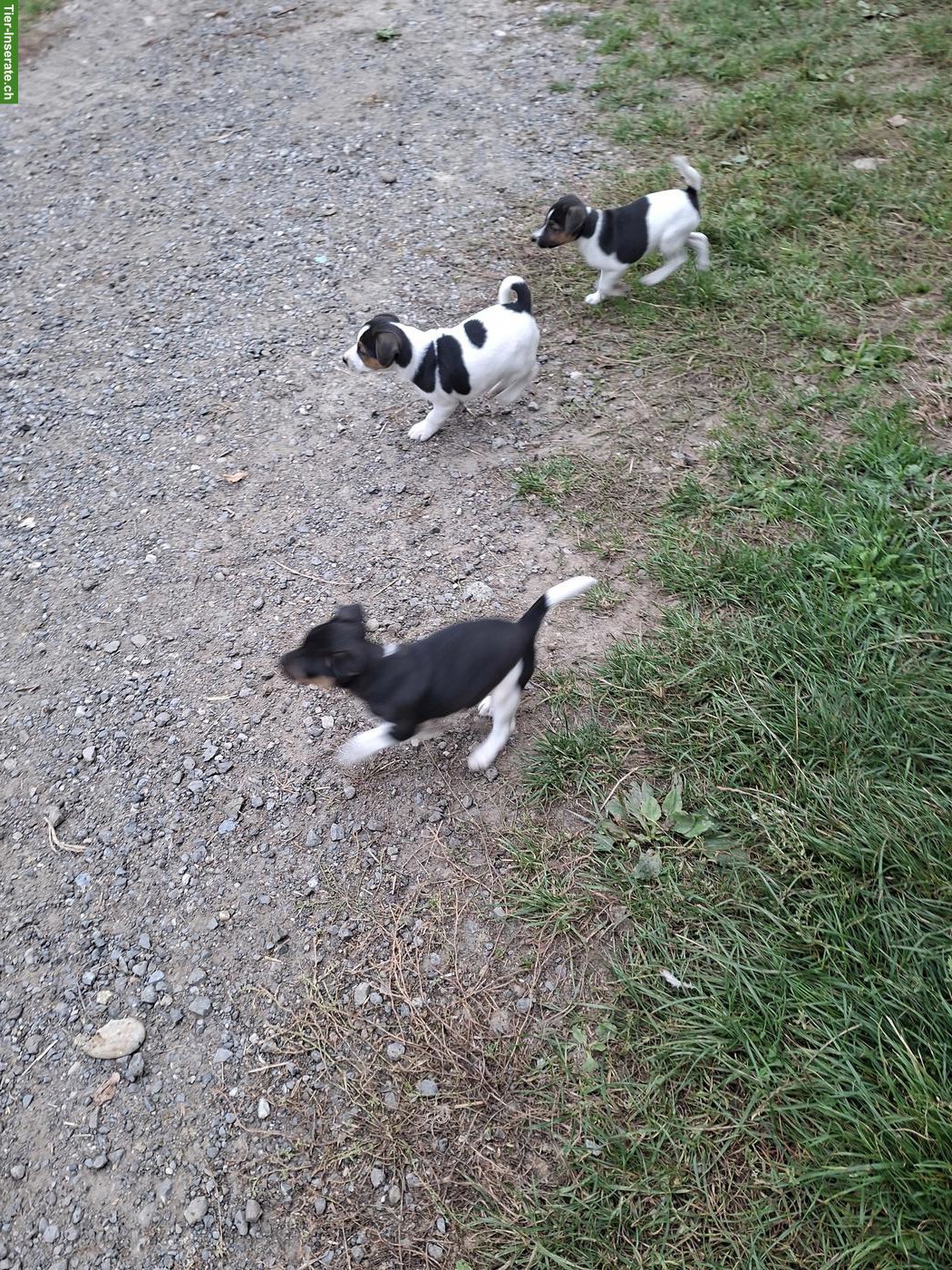 Bild 3: Jack Russell Welpen abzugeben