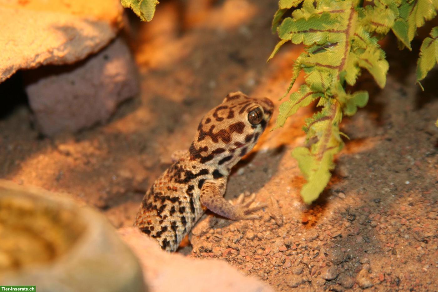 Bild 2: Teratoscincus roborowskii / chinesischer Wundergecko