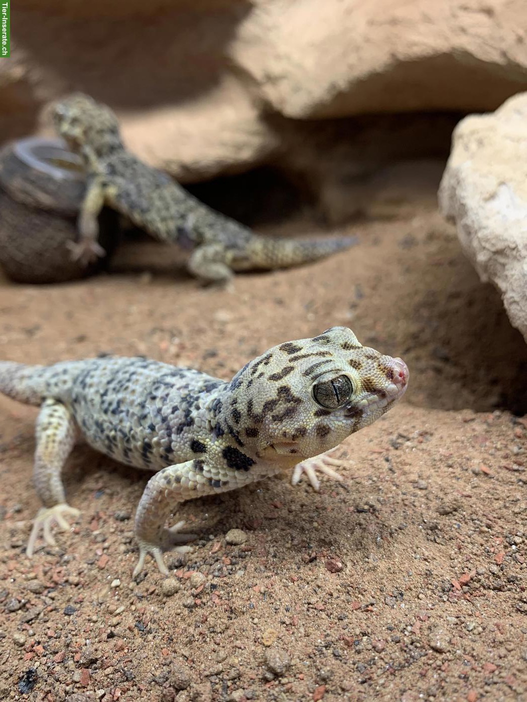 Bild 3: Teratoscincus roborowskii / chinesischer Wundergecko