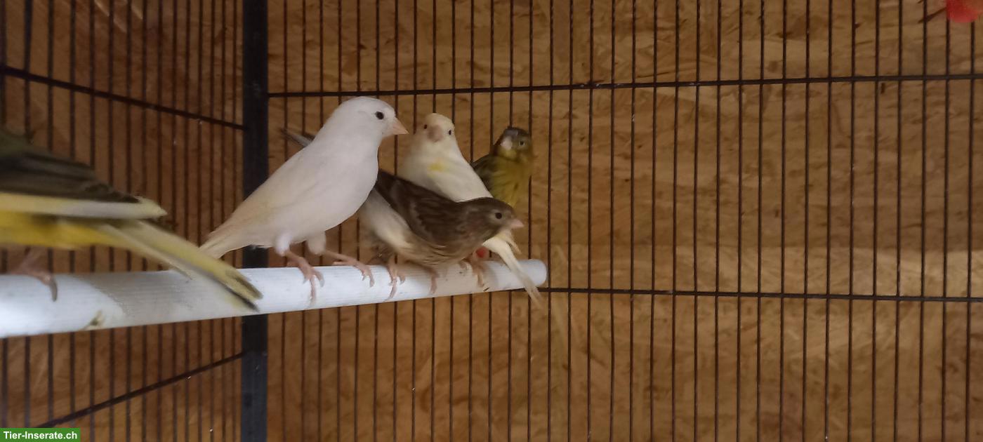 Bild 2: Kanarienvögel in verschiedenen Farben