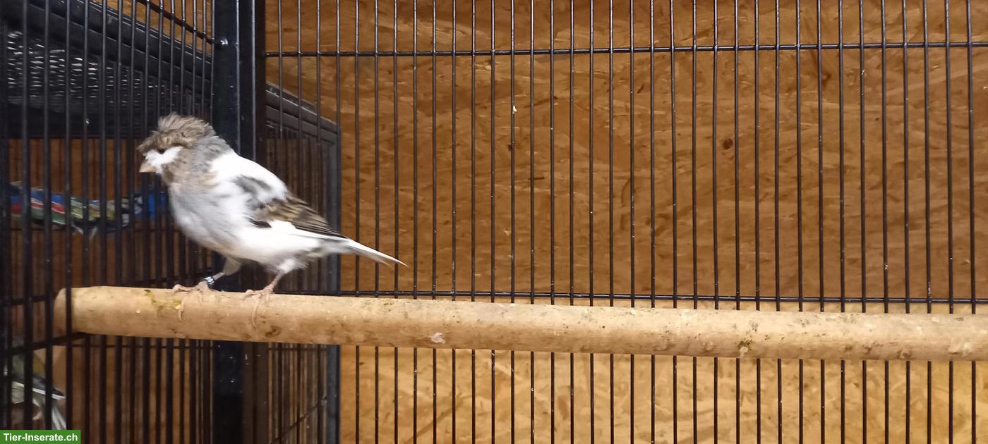 Bild 3: Kanarienvögel in verschiedenen Farben