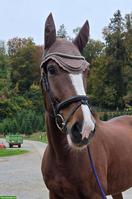 Reitbeteiligung gesucht für sportlichen Charmeur mit grossem Herz