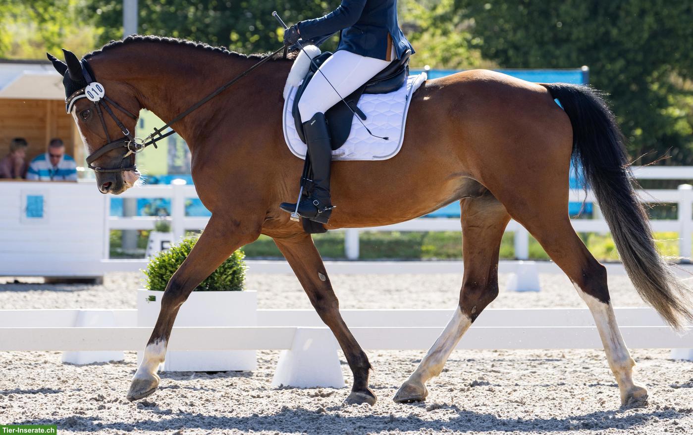 Bild 2: Reitbeteiligung gesucht für sportlichen Charmeur mit grossem Herz