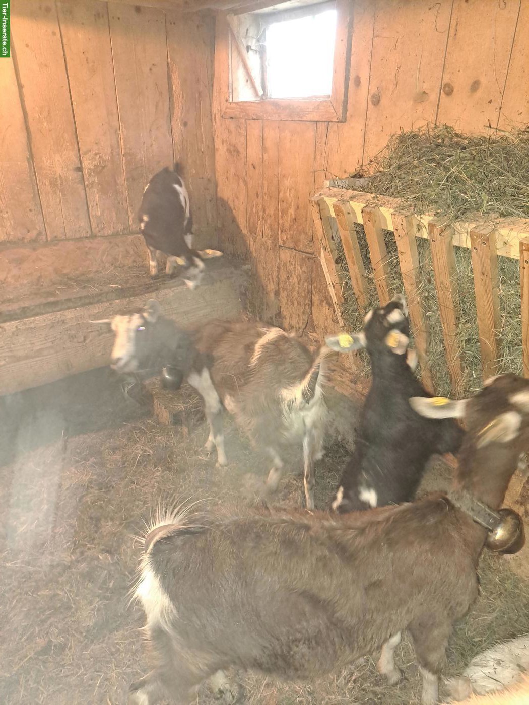 Bild 2: Mischlings-Ziegen mit Gitzi