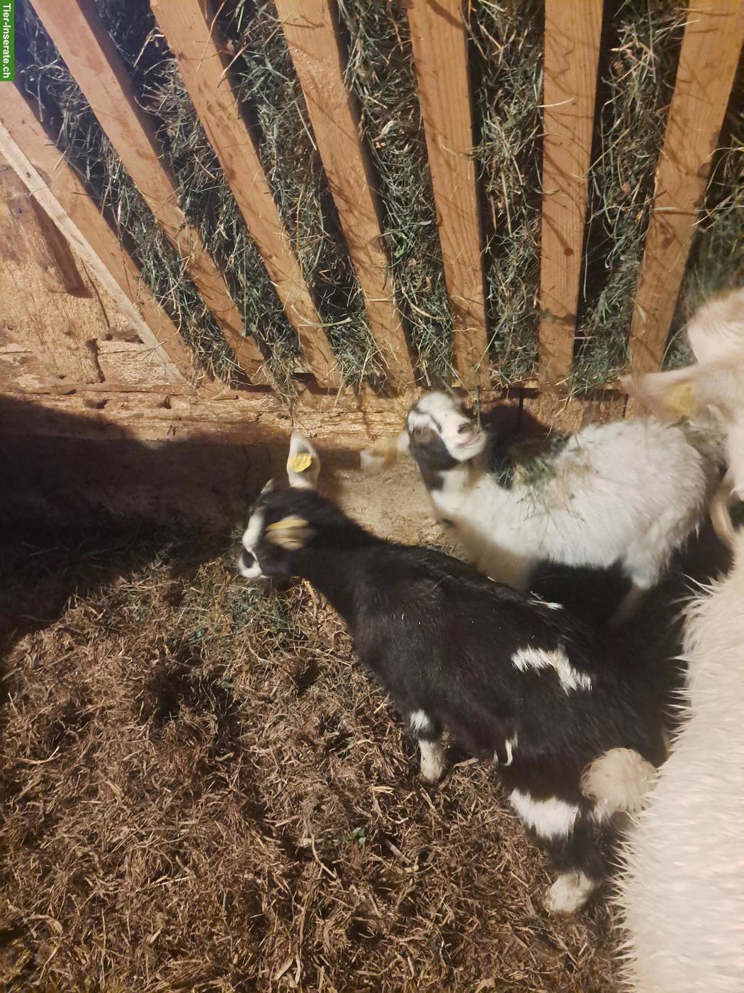 Bild 3: Mischlings-Ziegen mit Gitzi