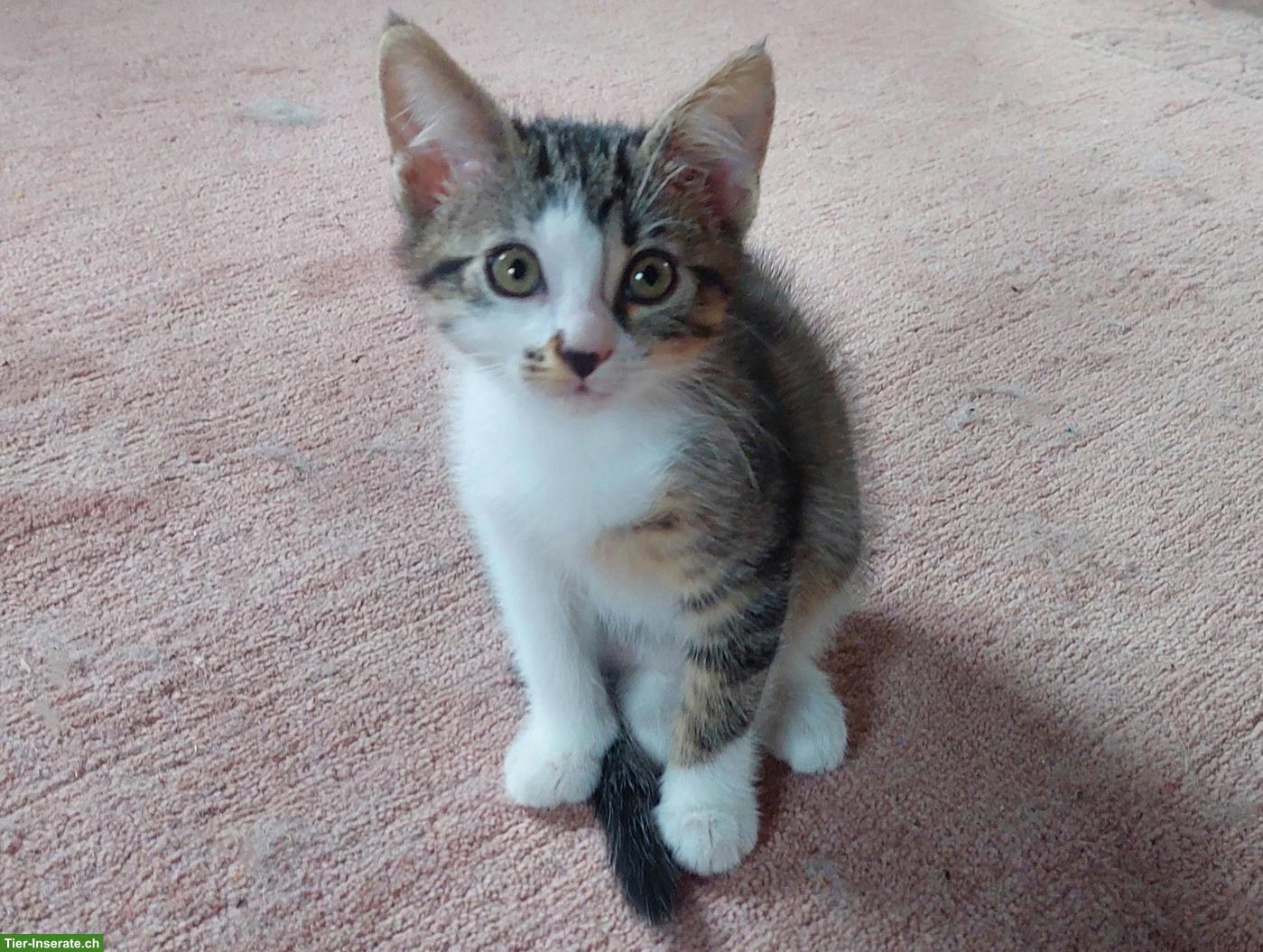 Weibliches Kätzchen/Kitten sucht schönes Zuhause
