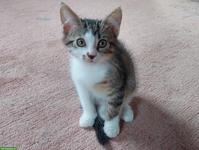 Weibliches Kätzchen/Kitten sucht schönes Zuhause