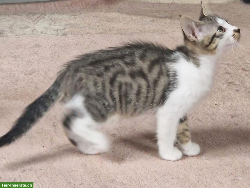 Bild 2: Weibliches Kätzchen/Kitten sucht schönes Zuhause