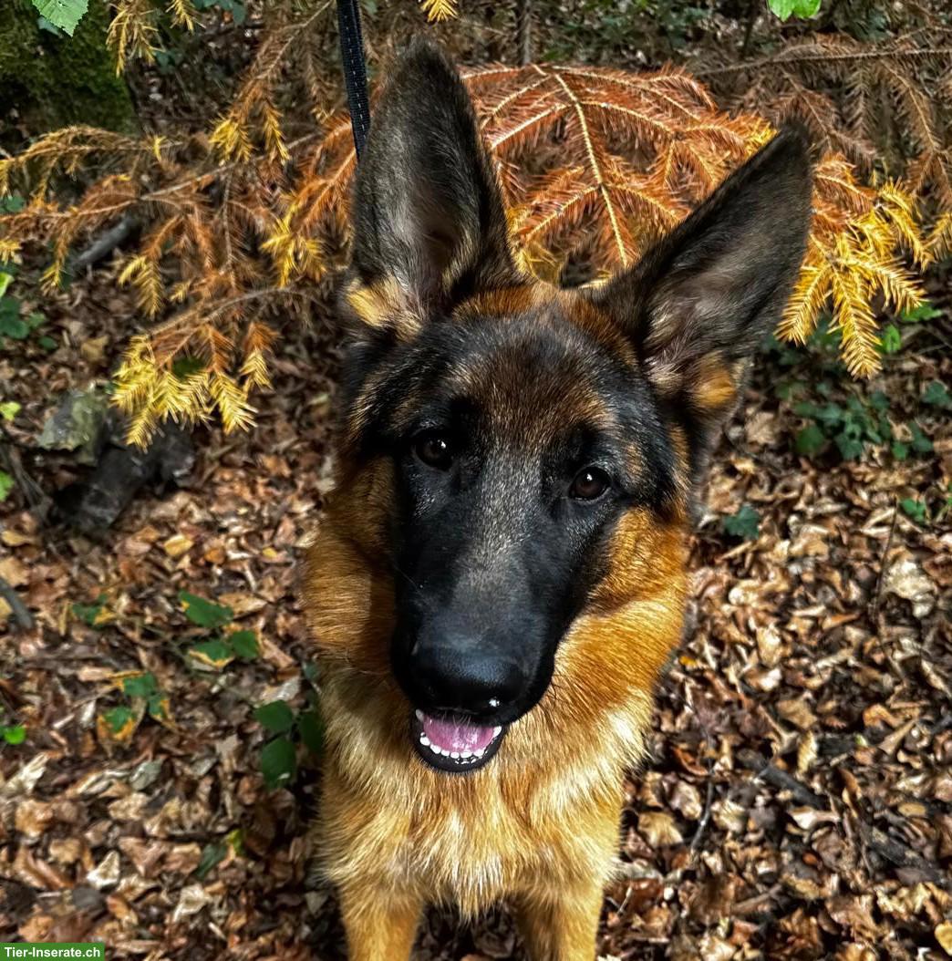 Deutscher Schäferhund, 6 Monate, Rüde, mit FCI-Ahnentafel