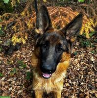 Deutscher Schäferhund, 6 Monate, Rüde, mit FCI-Ahnentafel