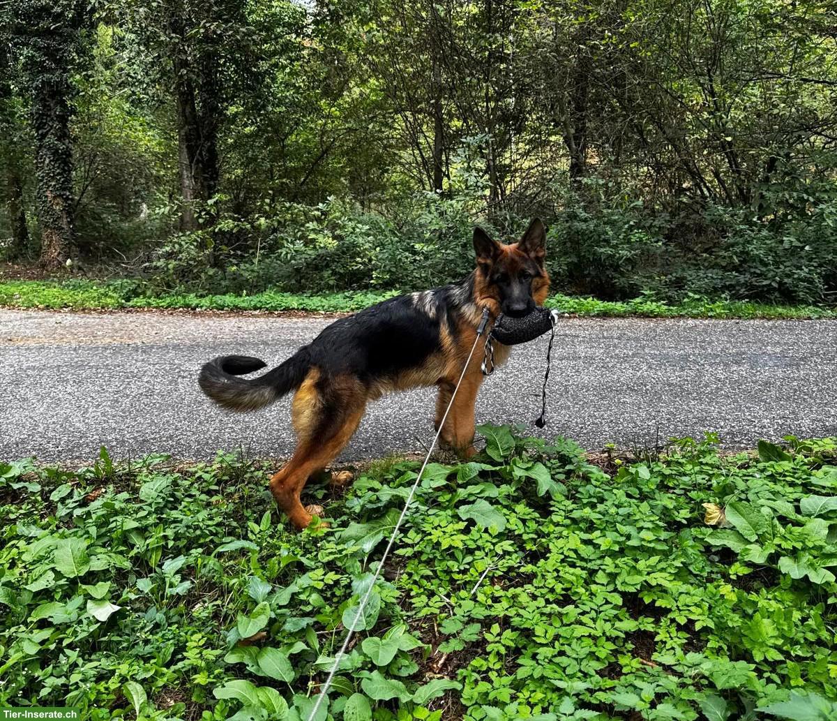 Bild 4: Deutscher Schäferhund, 6 Monate, Rüde, mit FCI-Ahnentafel