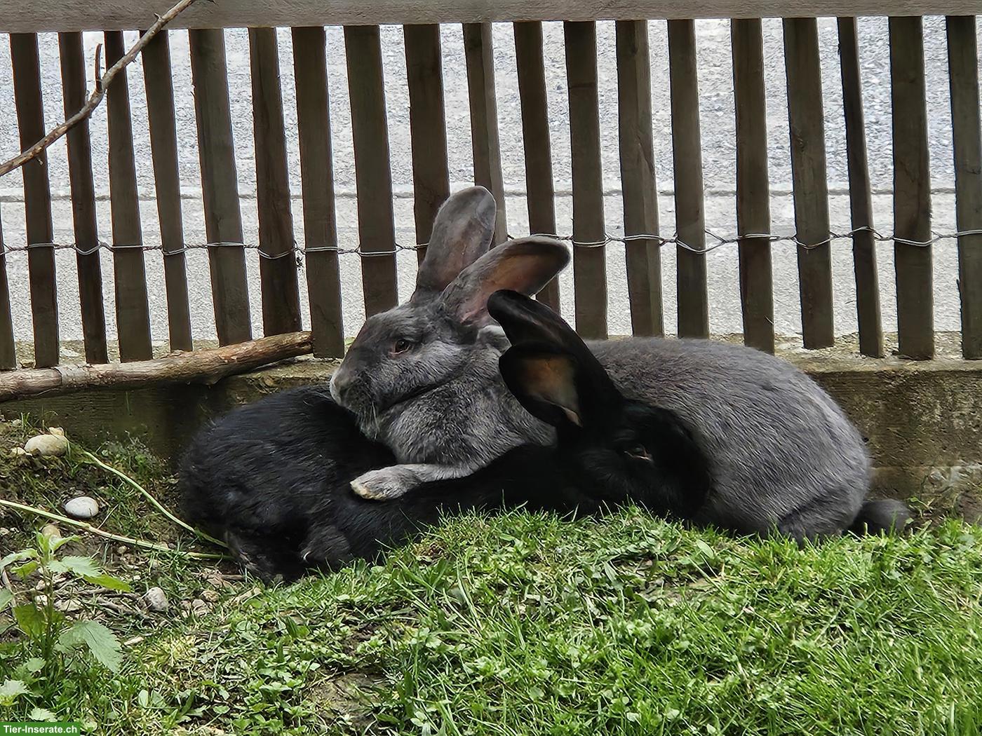Riesen Kaninchen blau und schwarz abgegeben