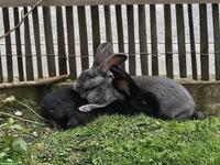 Riesen Kaninchen blau und schwarz abgegeben