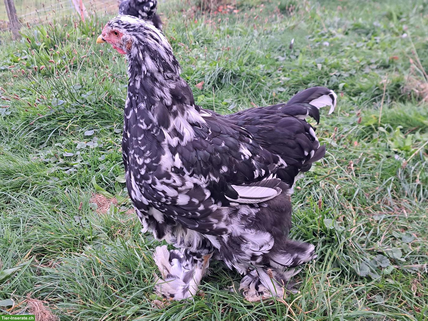 Bild 2: Junge Brahma Hähne abzugeben