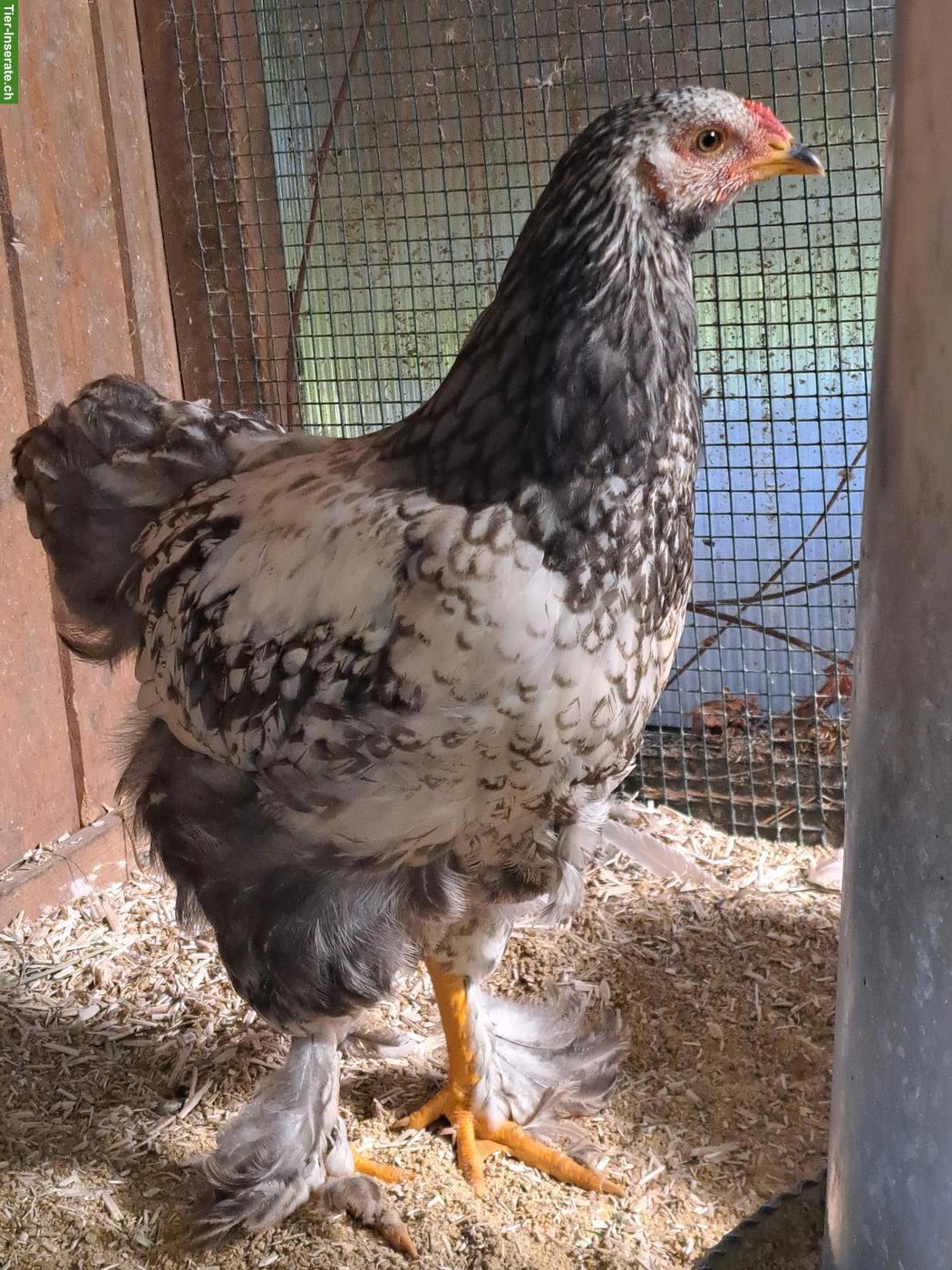 Bild 3: Junge Brahma Hähne abzugeben