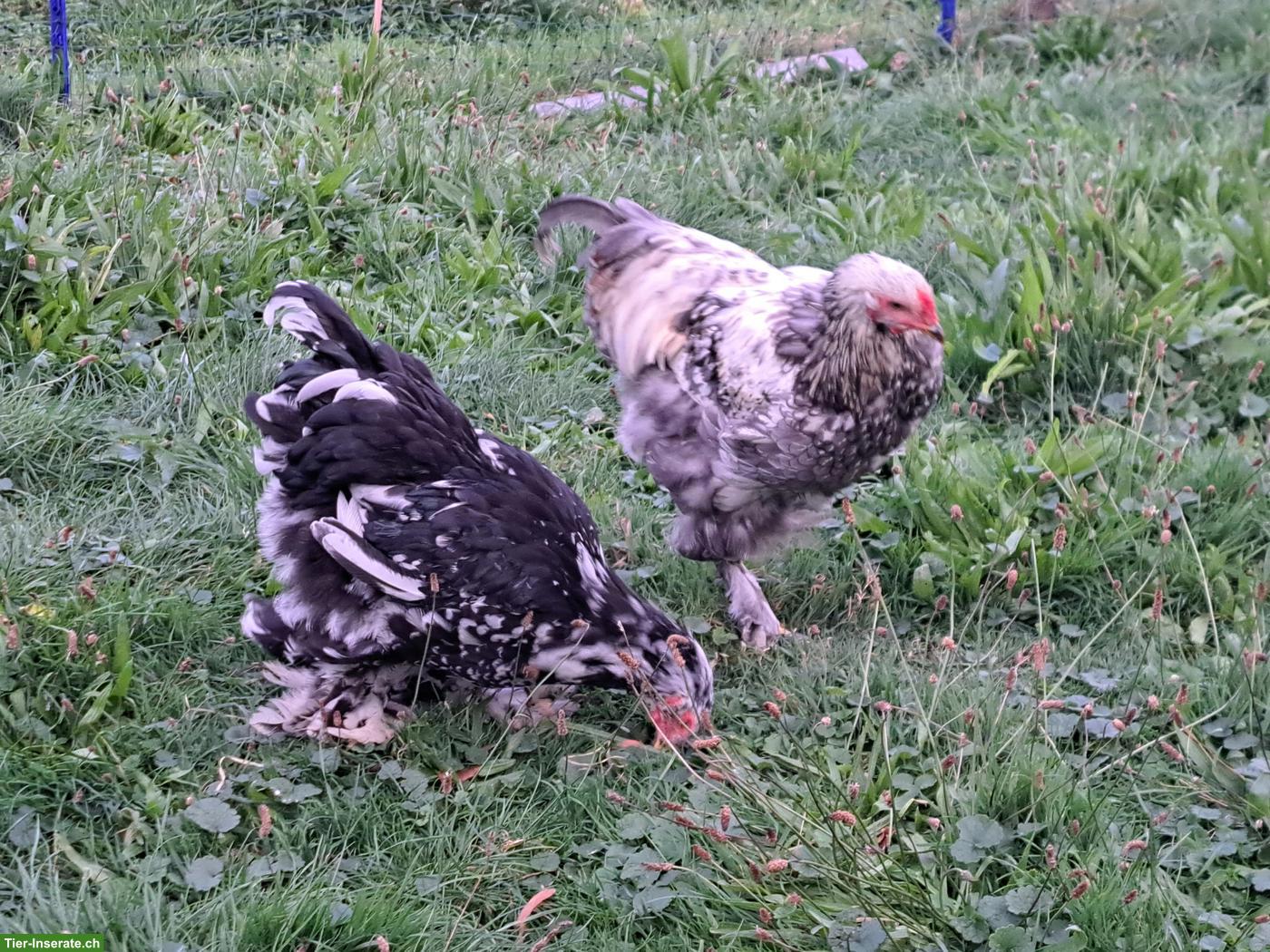 Bild 4: Junge Brahma Hähne abzugeben