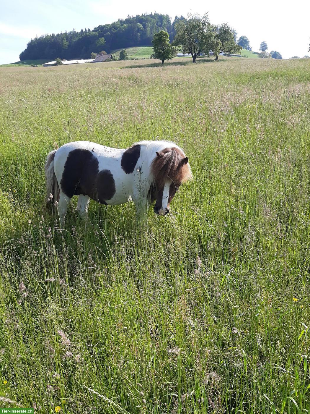 Liebes Shetlandpony für Spaziergänge mit Kindern