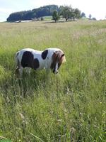 Liebes Shetlandpony für Spaziergänge mit Kindern