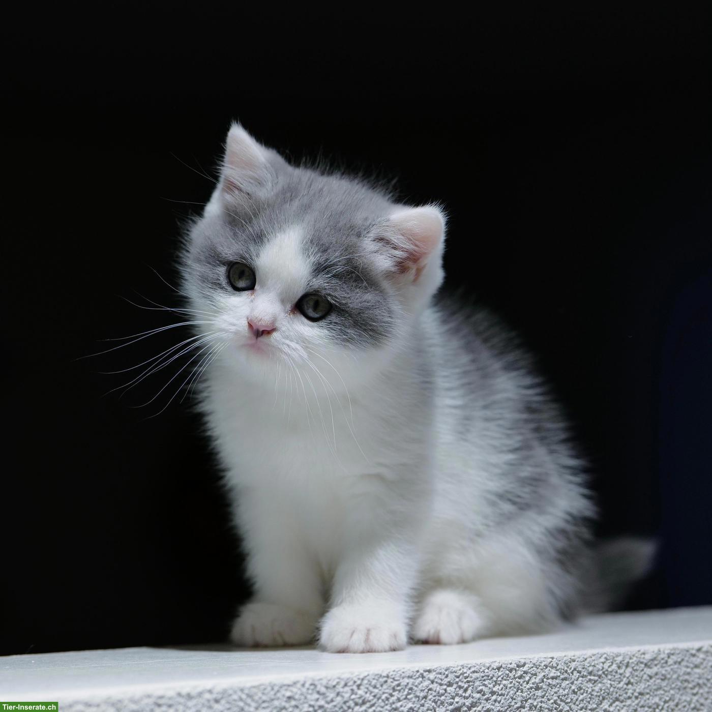 Perser x BKH Mix Kitten