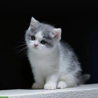 Perser x BKH Mix Kitten